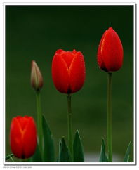 北京圃朗特園藝 科技賦能花卉產業，機械設備引領園藝新潮流