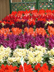 陜西華凌園林景觀工程 匠心筑就花卉世界，扮靚城市美好生活