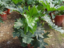 ?？谲缌芑ɑ芊N苗 為您的家居生活增添自然色彩